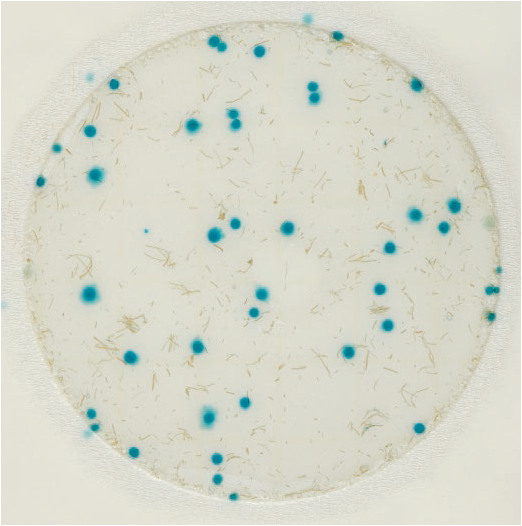 3M 6477快速霉菌酵母菌测试片